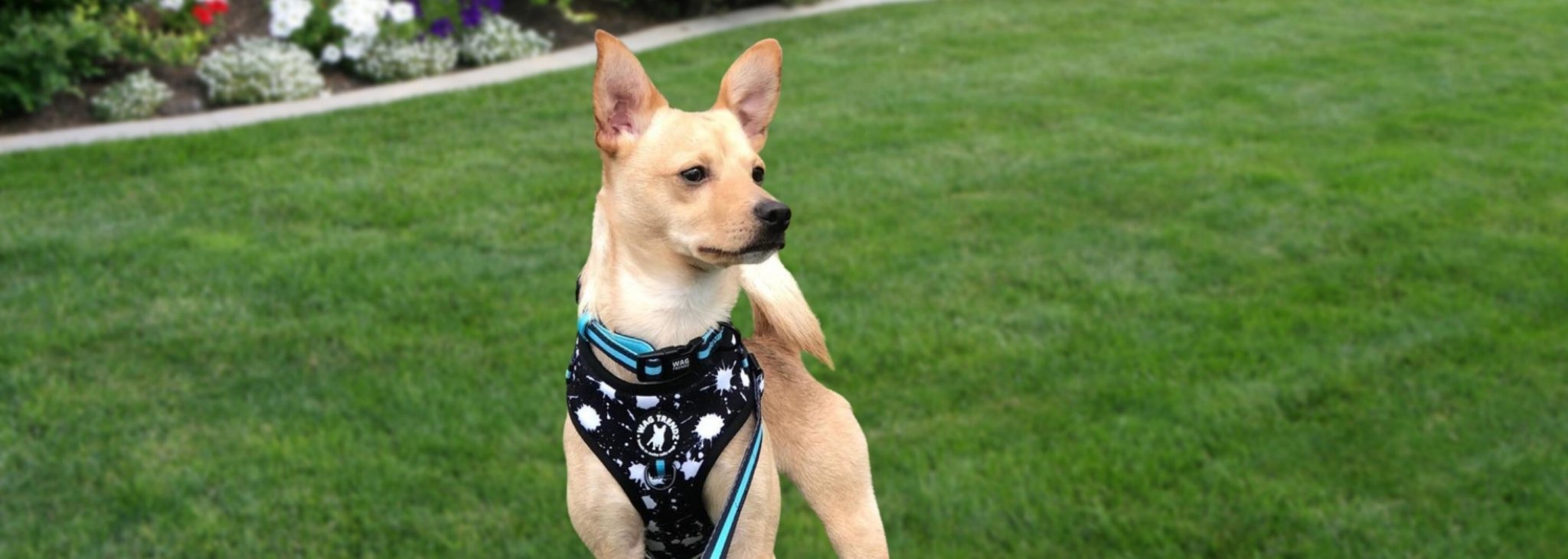 Collars harnesses hot sale & leashes