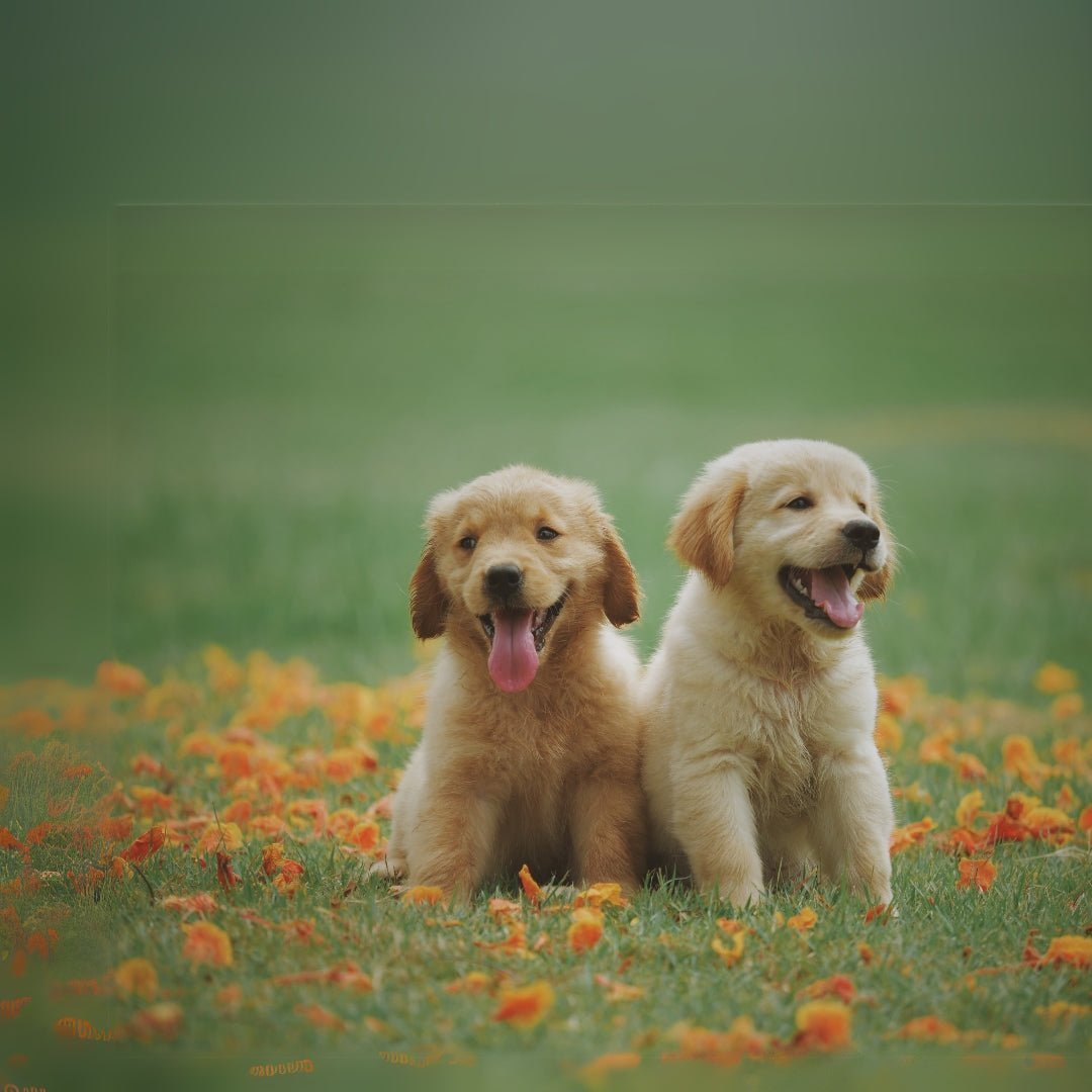 Bringing Home A Puppy - two yellow lab puppies sitting outdoors in grass and orange flowers