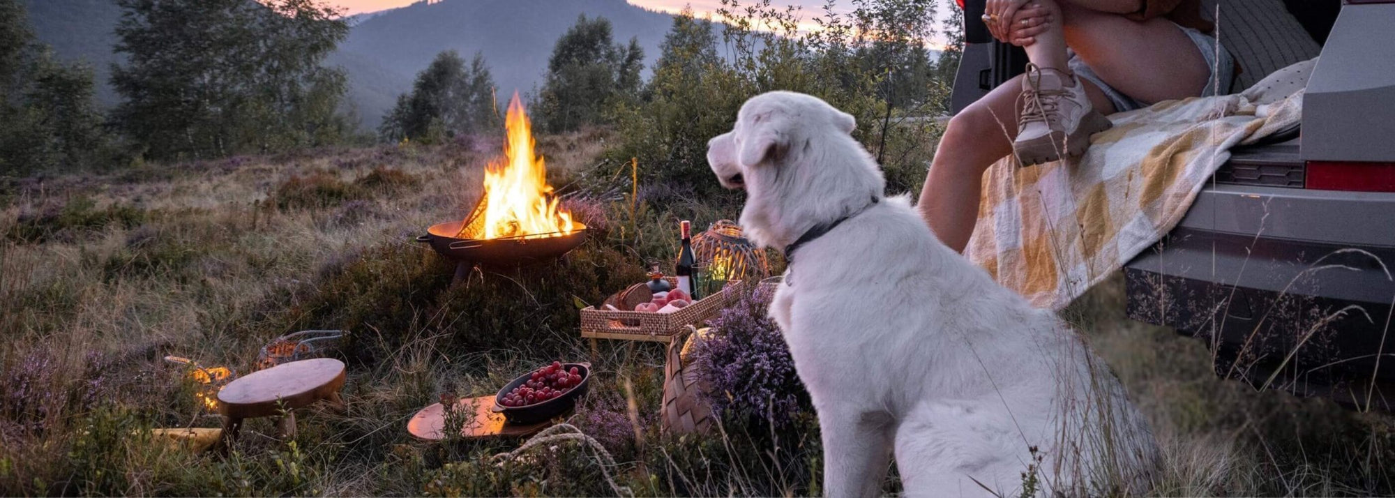 Camping With A Dog In A Tent Or Camper - Large Dog sitting outdoors beside a campfire with a dog collar on