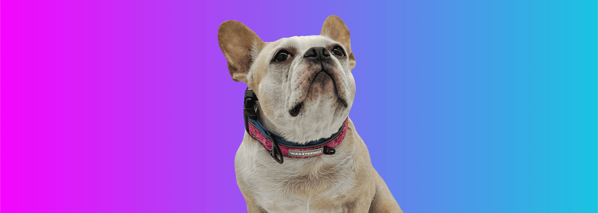 Dog Collars A Guide To 6 Types Of Dog Collars Wag Trendz Wag Trendz