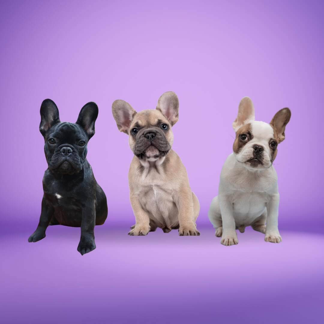 French Bulldog Puppies - 3 French Bulldog puppies sitting together against a purple background - Wag Trendz