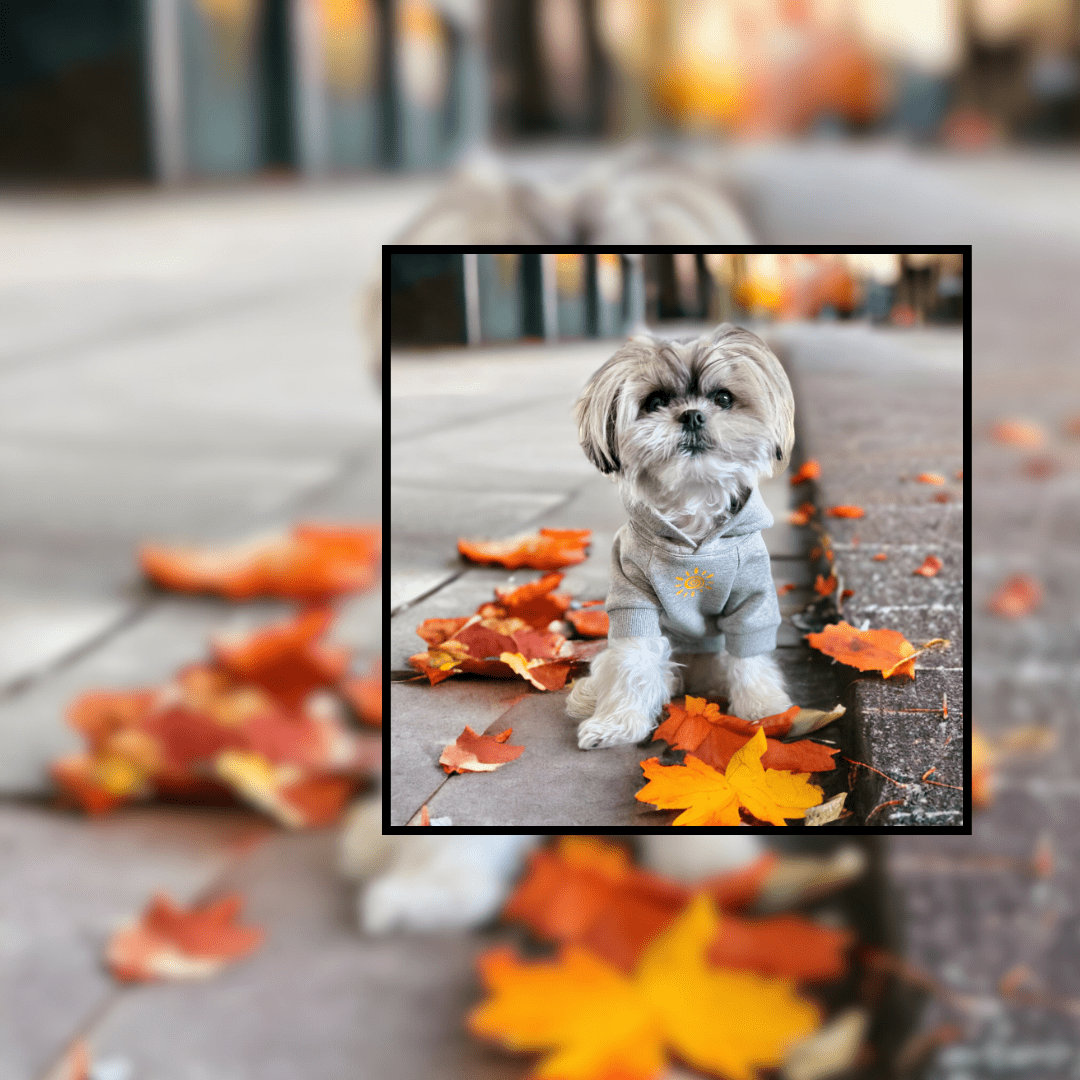 Hooded Sweatshirts For Dogs - Shih Tzu mix wearing gray dog hoodie with a yellow sunshine sitting in fall leaves - Wag Trendz