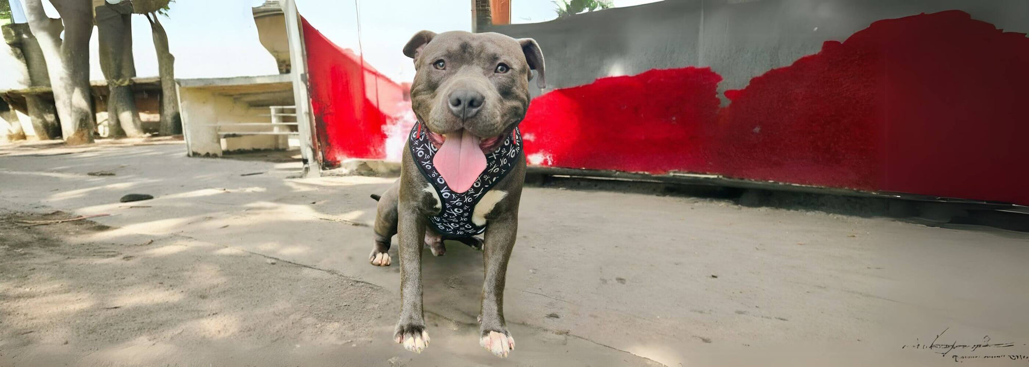 Pit Bull Dog Harness - Pit Bull wearing an XL no pull dog harness with black and white XO's with red accents - sitting outdoors - with a concrete and red background - Wag Trendz