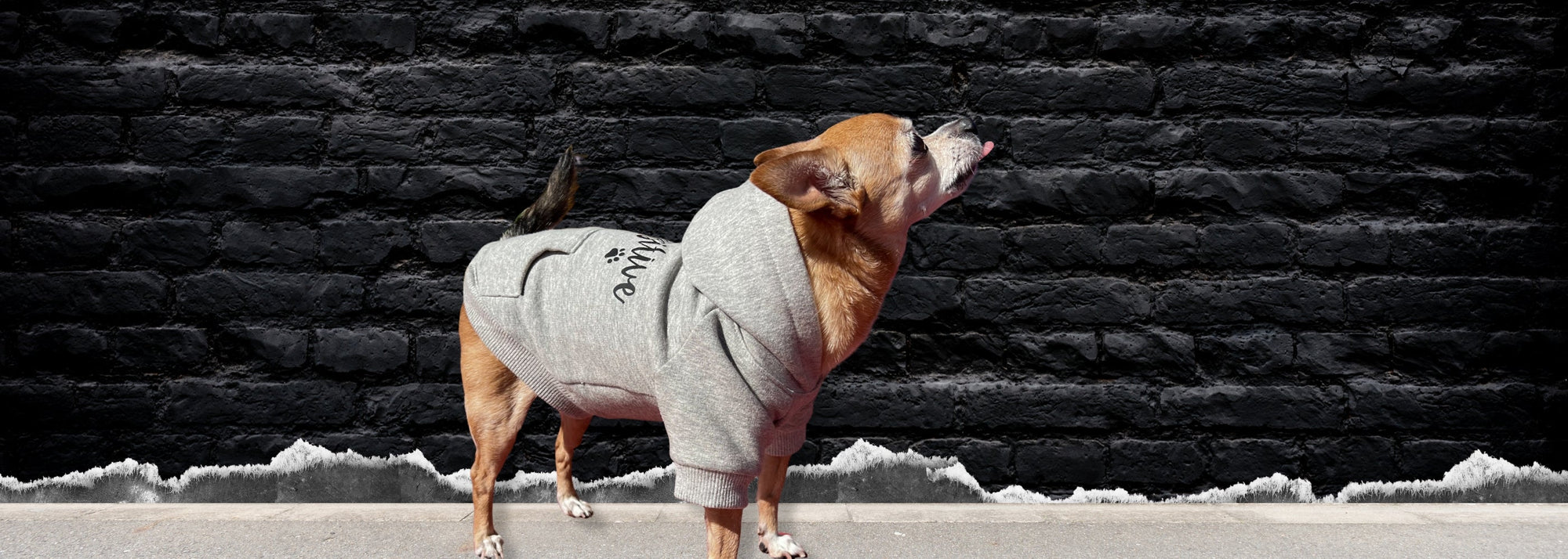 Hoodies for dogs - Chihuahua Dog wearing gray Stay Pawsitive dog hoodie - standing on concrete against a solid black brick wall - Wag Trendz