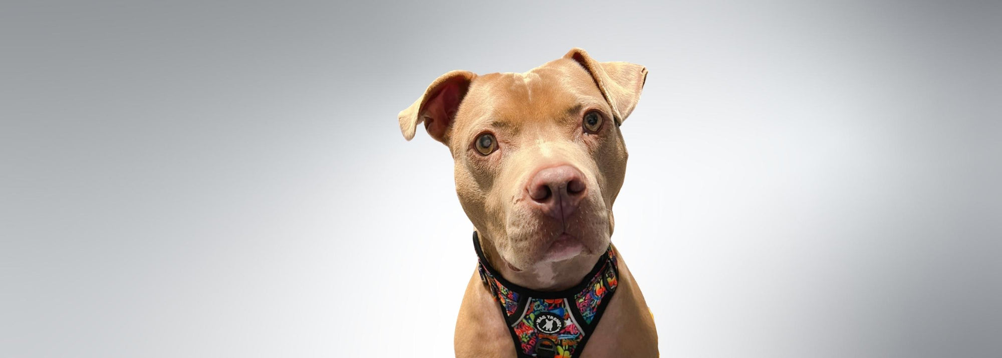 Large Dog Harnesses - No Pull With Handle - Pit Bull Mix wearing multi colored Graffiti dog harness - against light gray background - Wag Trendz
