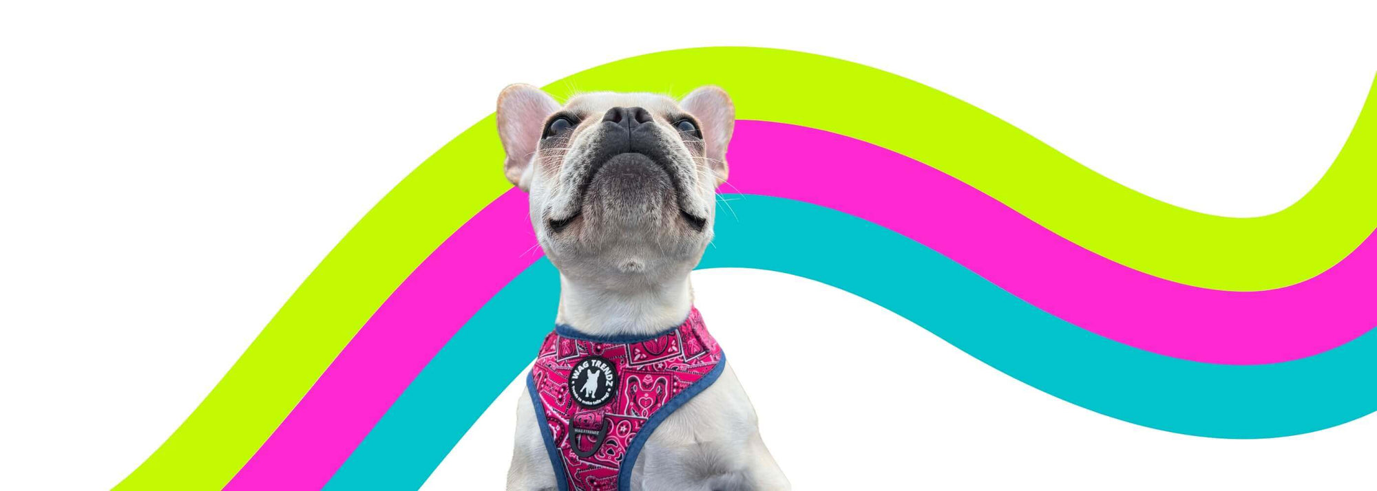 Puppy Dog Harnesses - Frenchie Puppy wearing a H style dog harness in black and gray camo with hot pink accents holding up their paw - against a pink and white background - Wag Trendz