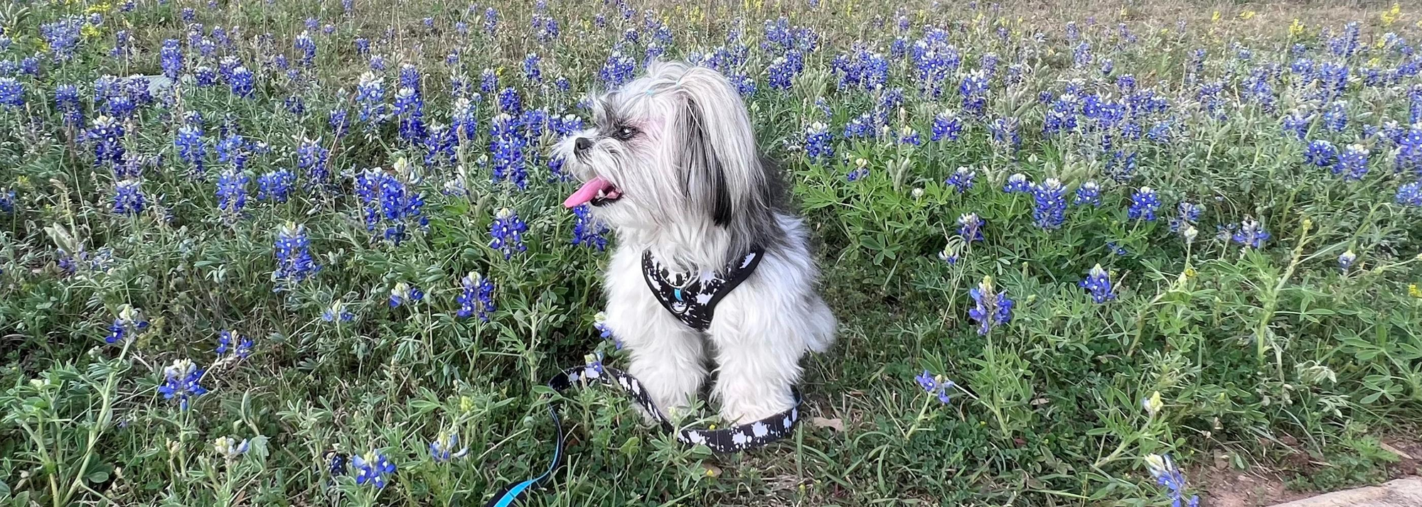 Teal Dog Harness - Splatter Swagger - Shih Tzu dog wearing black and white splatter adjustable dog harness vest with teal accents sitting outdoors in a field of Blue Bonnets - Wag Trendz