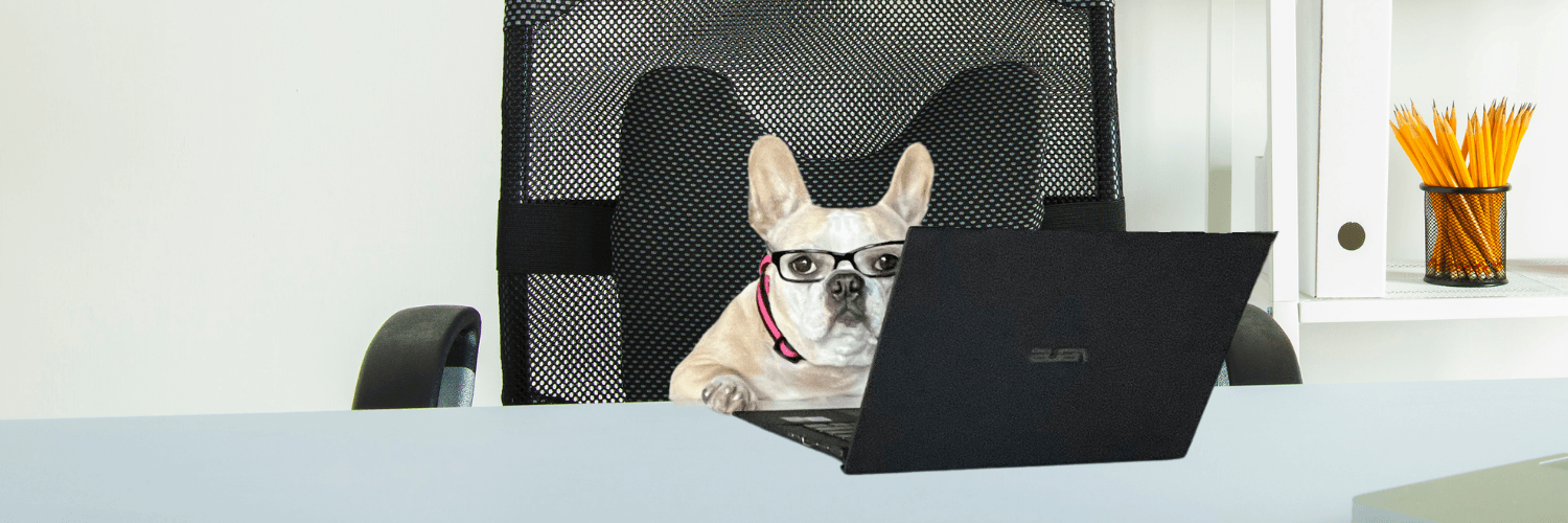 French Bulldog wearing black frame glasses sitting in a black office chair at a white desk in front of a black laptop looking at the camera - Wag Trendz