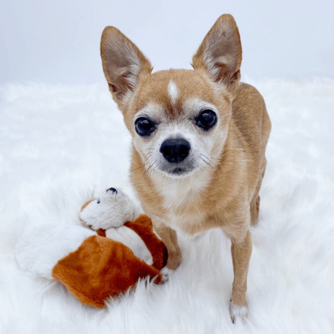 Chihuahua named Lexie standing with favorite squirrel stuffy beside her on a fluffy white rug and white background - Wag Trendz