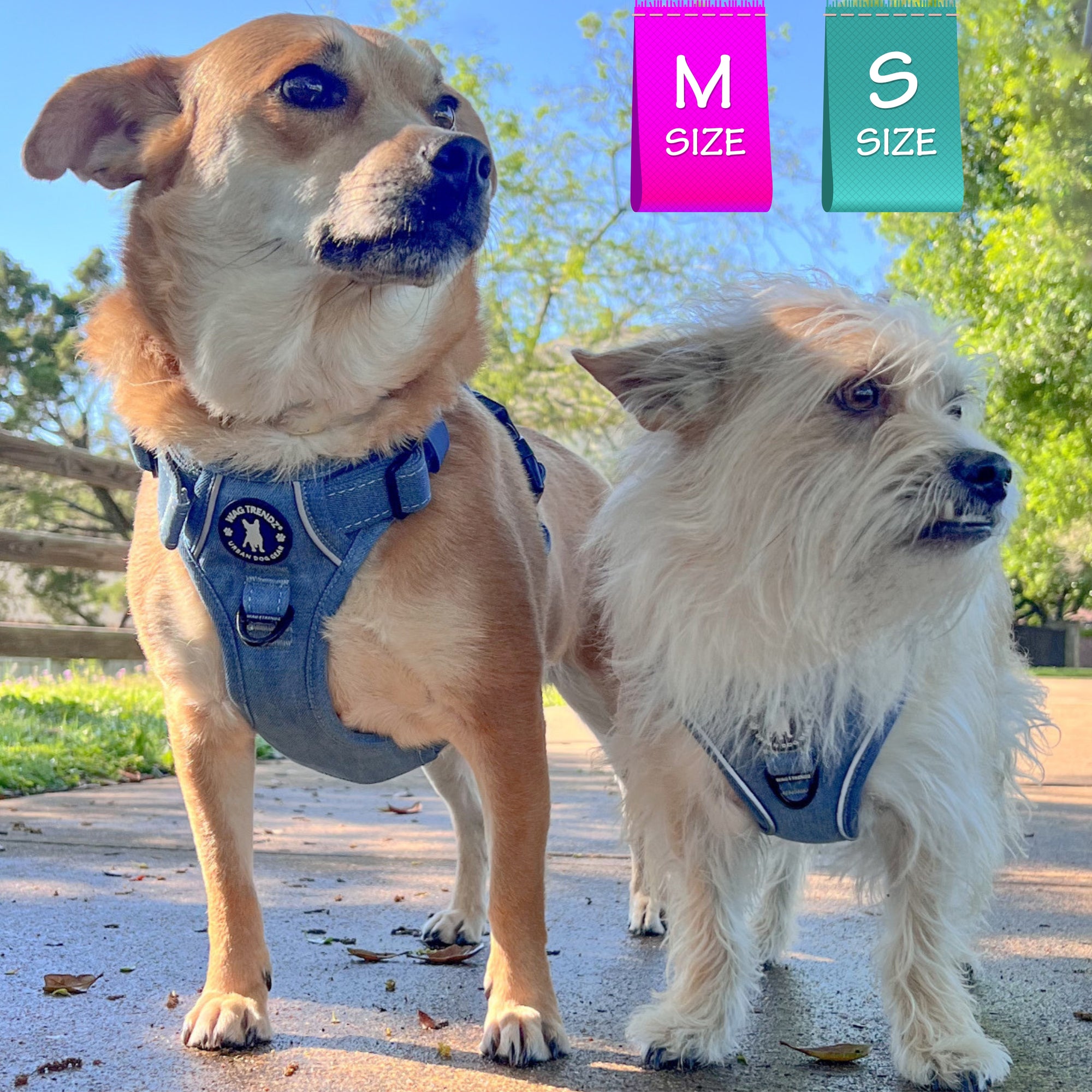 No Pull Dog Harness and Leash Set - Chihuahua Mix wearing Downtown Denim No Pull Dog Harness - standing next to longhaired dog wearing the matching adjustable dog harness vest - Wag Trendz