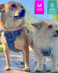 No Pull Dog Harness and Leash Set - Chihuahua Mix wearing Downtown Denim No Pull Dog Harness - standing next to longhaired dog wearing the matching adjustable dog harness vest - Wag Trendz