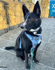 No Pull Dog Harness and Least Set + Poop  Bag Holder - large black dog wearing a Downtown Denim Dog Harness with Handle - sitting on concrete bridge - Wag Trendz
