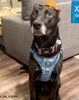 No Pull Dog Harness and Leash Set + Poop Bag Holder - Large Dog wearing XL Downtown Denim Dog Harness with Handle and a brown cowboy hat - sitting indoors on hardwood floor - Wag Trendz