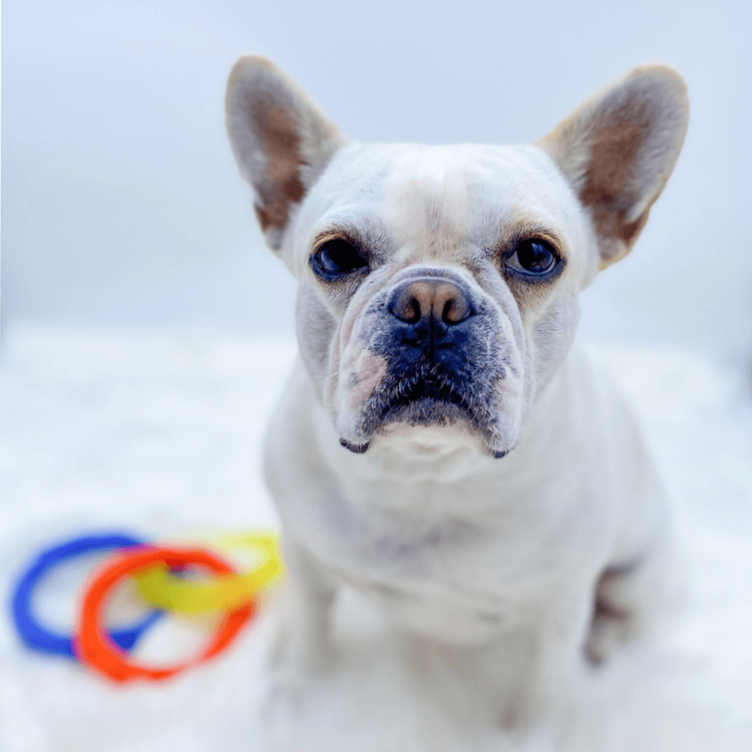 French Bulldog sitting on fluffy white rug with favorite ring toy - Wag Trendz