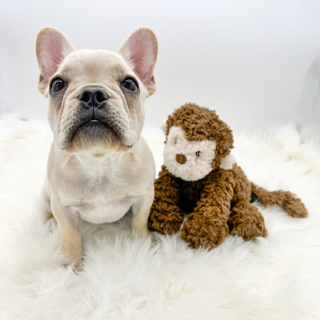 French Bulldog Puppy named Harlow with her favorite monkey toy against solid white background - Wag Trendz
