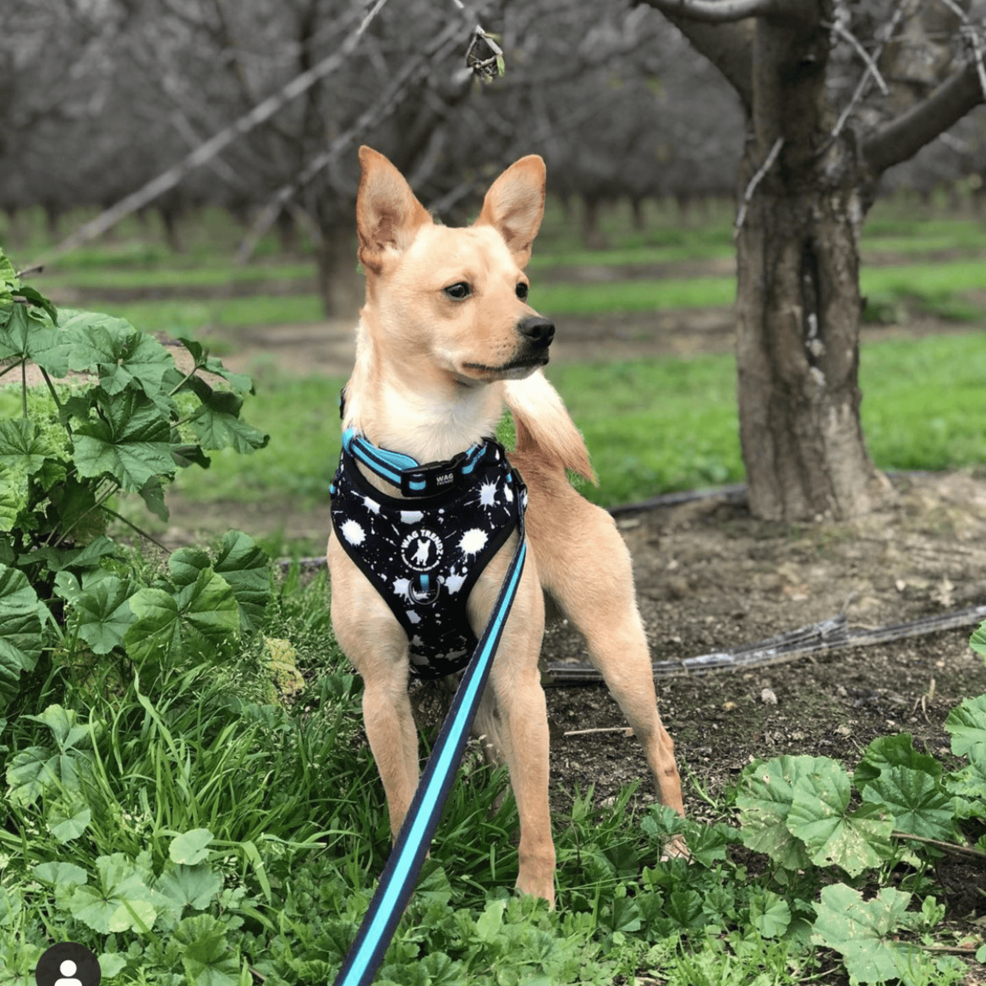 Chihuahua wearing black and white splatter adjustable dog harness with matching teal dog collar and leash  standing outside in a field with a tree in the background - Wag Trendz