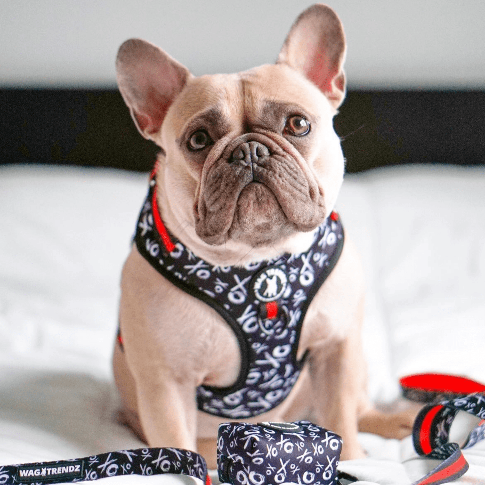 French Bulldog wearing black and white XO no pull dog harness with red accents and matching leash and poo bag holder - Wag Trendz