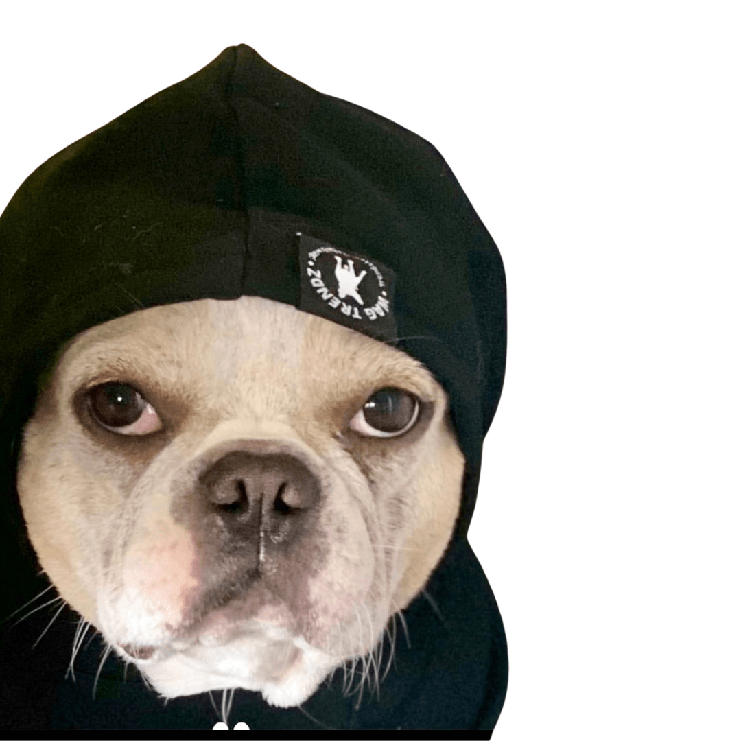 Dog Hoodie Black worn by French Bulldog with hood pulled up against white background - Wag Trendz