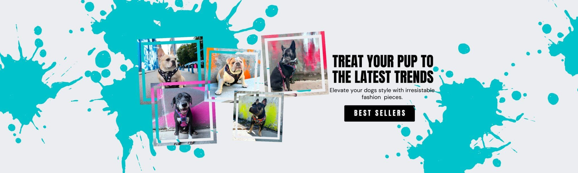No Pull Dog Harnesses worn by French Bulldogs, English Bulldog, and mix breed dog against solid white background with teal paint splatter