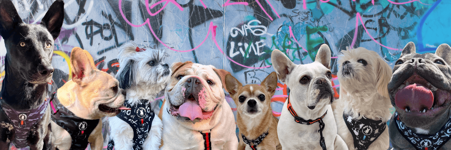 Dogs wearing Wag Trendz walk gear against a pink and blue graffiti wall background
