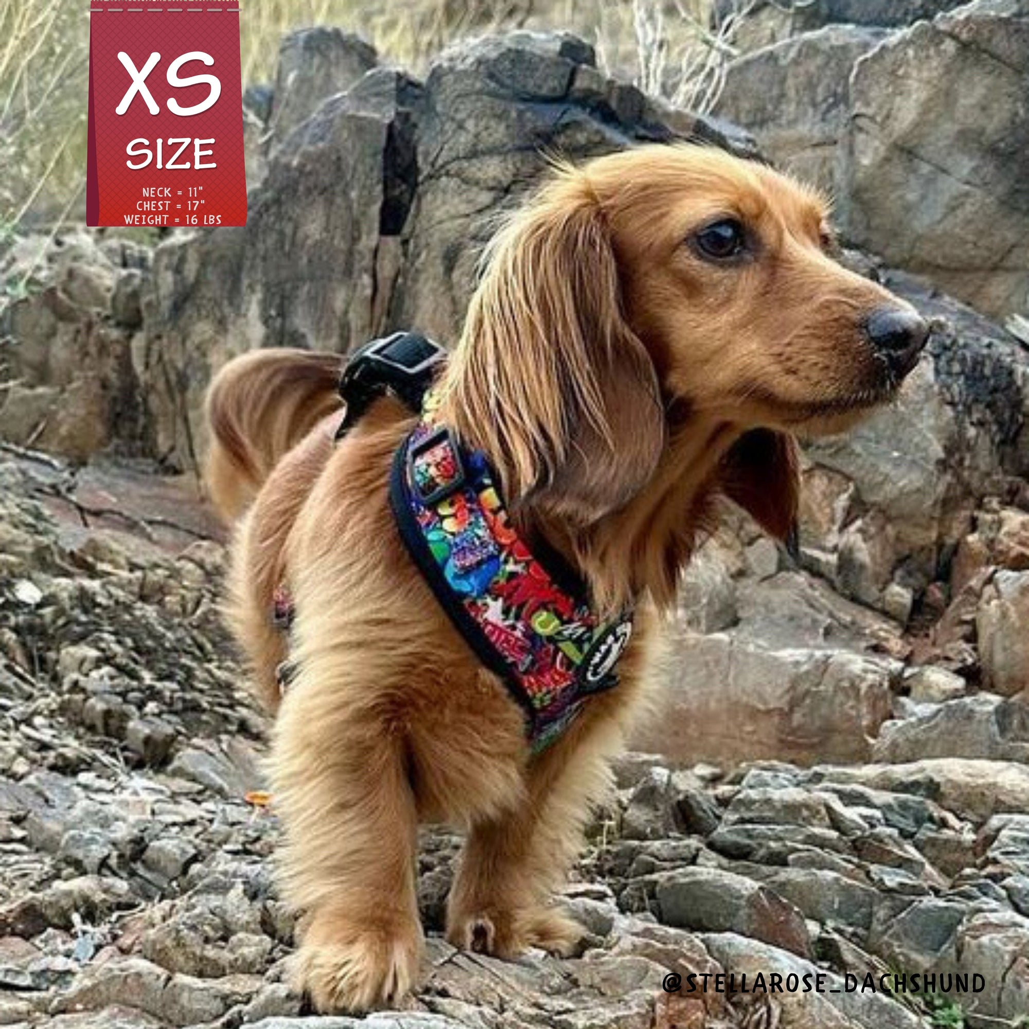 No Pull Dog Harness - Longhair Dachshund wearing XS Dog Harness Vest in multi-colored Street Graffiti - standing outdoors on rocks - Wag Trendz