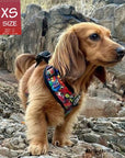 No Pull Dog Harness - Longhair Dachshund wearing XS Dog Harness Vest in multi-colored Street Graffiti - standing outdoors on rocks - Wag Trendz