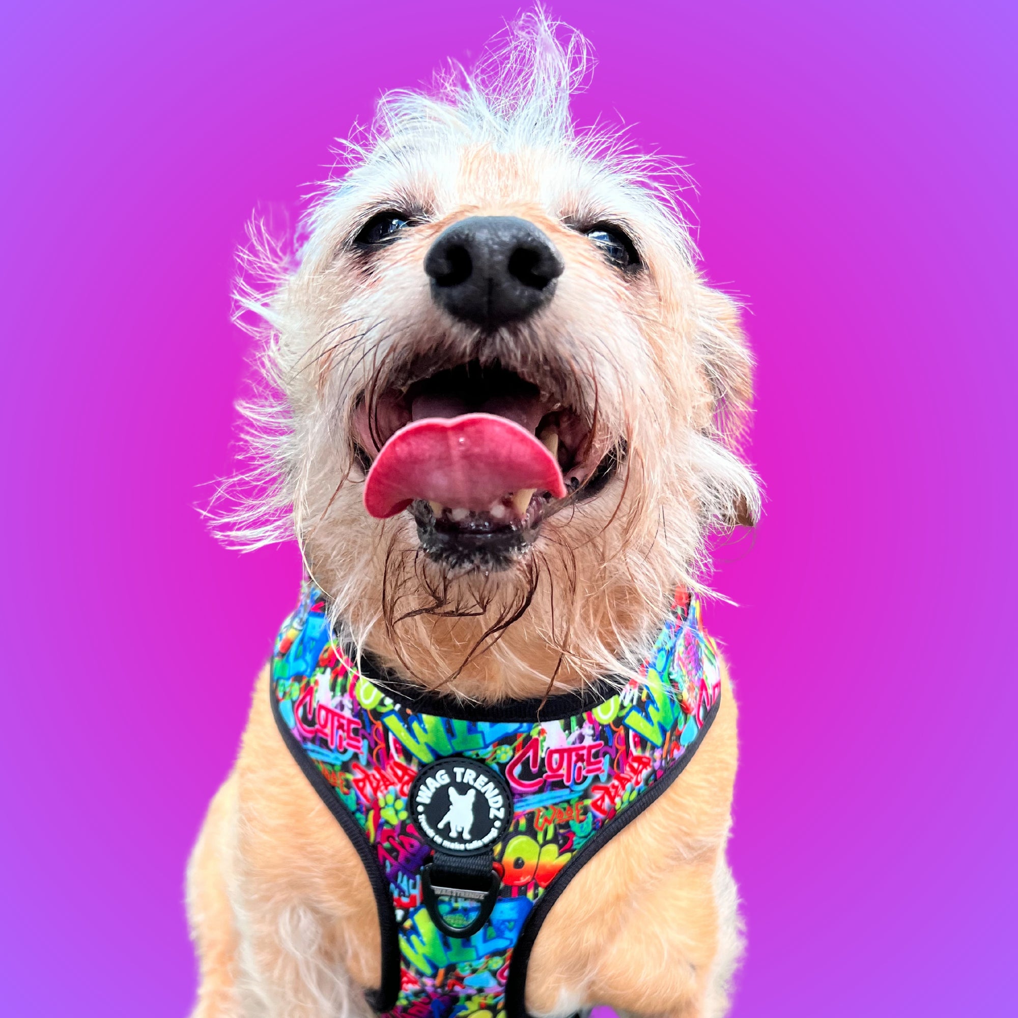 No Pull Dog Harness -  longhair small dog with a purple gradient background - multi-colored street graffiti design - Wag Trendz