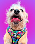 No Pull Dog Harness -  longhair small dog with a purple gradient background - multi-colored street graffiti design - Wag Trendz