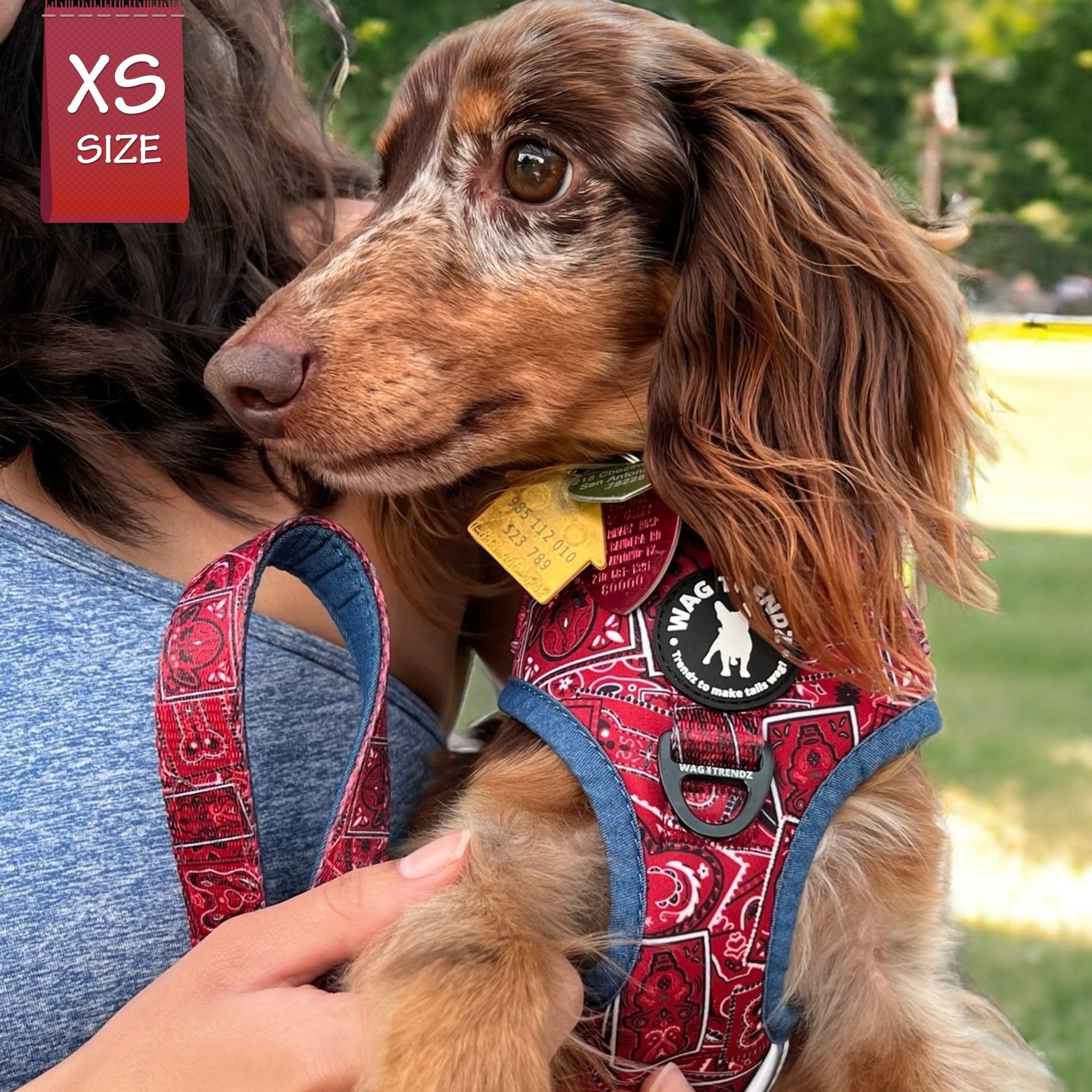 Adjustable Dog Leash - Dachshund wearing Red Bandana Boujee Dog Harness with matching Leash attached and Denim Accents - human holding dog outdoors - Wag Trendz