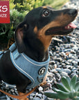 Denim Dog Harness - Reflective and No Pull - Dachshund wearing Downtown Denim Dog Harness with reflective accents - standing on grey pebbles with succulents surrounding  - Wag Trendz