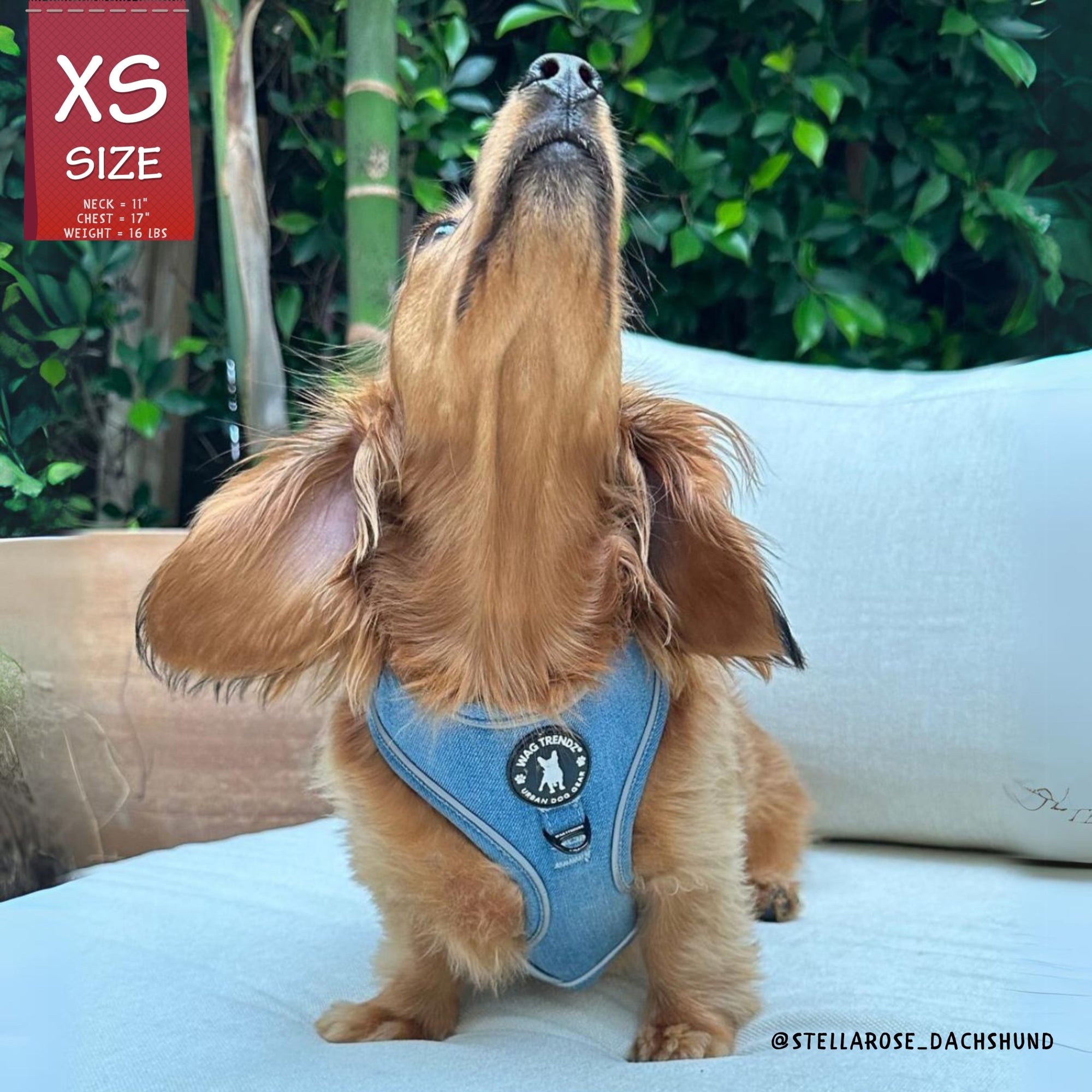 Denim Dog Harness - Reflective and No Pull - Longhair Dachshund wearing Downtown Denim Dog Harness  - sitting on a white couch with head looking up - Wag Trendz