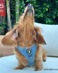 Denim Dog Harness - Reflective and No Pull - Longhair Dachshund wearing Downtown Denim Dog Harness  - sitting on a white couch with head looking up - Wag Trendz