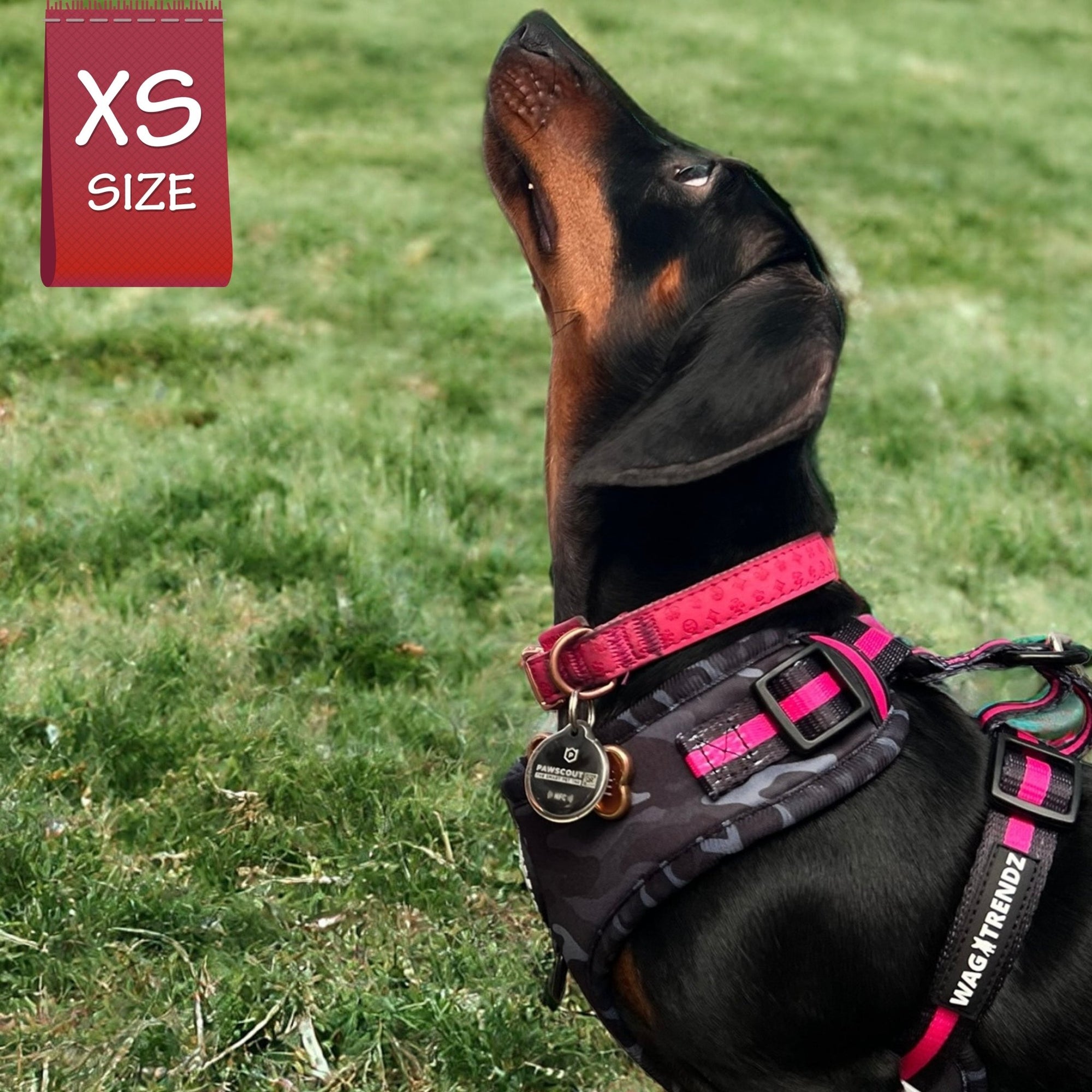 Dog Collar Harness and Leash Set - Dachshund wearing XS Dog Adjustable Harness in black &amp; gray camo with hot pink accents - standing in grass - Wag Trendz