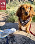 Dog Collar Harness and Leash Set - Longhair Dachshund wearing XS Dog Adjustable Harness in black and white XO's with bold Red accents with matching Dog Leash with portable dog water bottle  - on a rock with grass behind - Wag Trendz