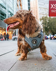 Dog Harness and Leash - Dachshund wearing Downtown Denim Dog Harness - standing on sidewalk with urban background - Wag Trendz