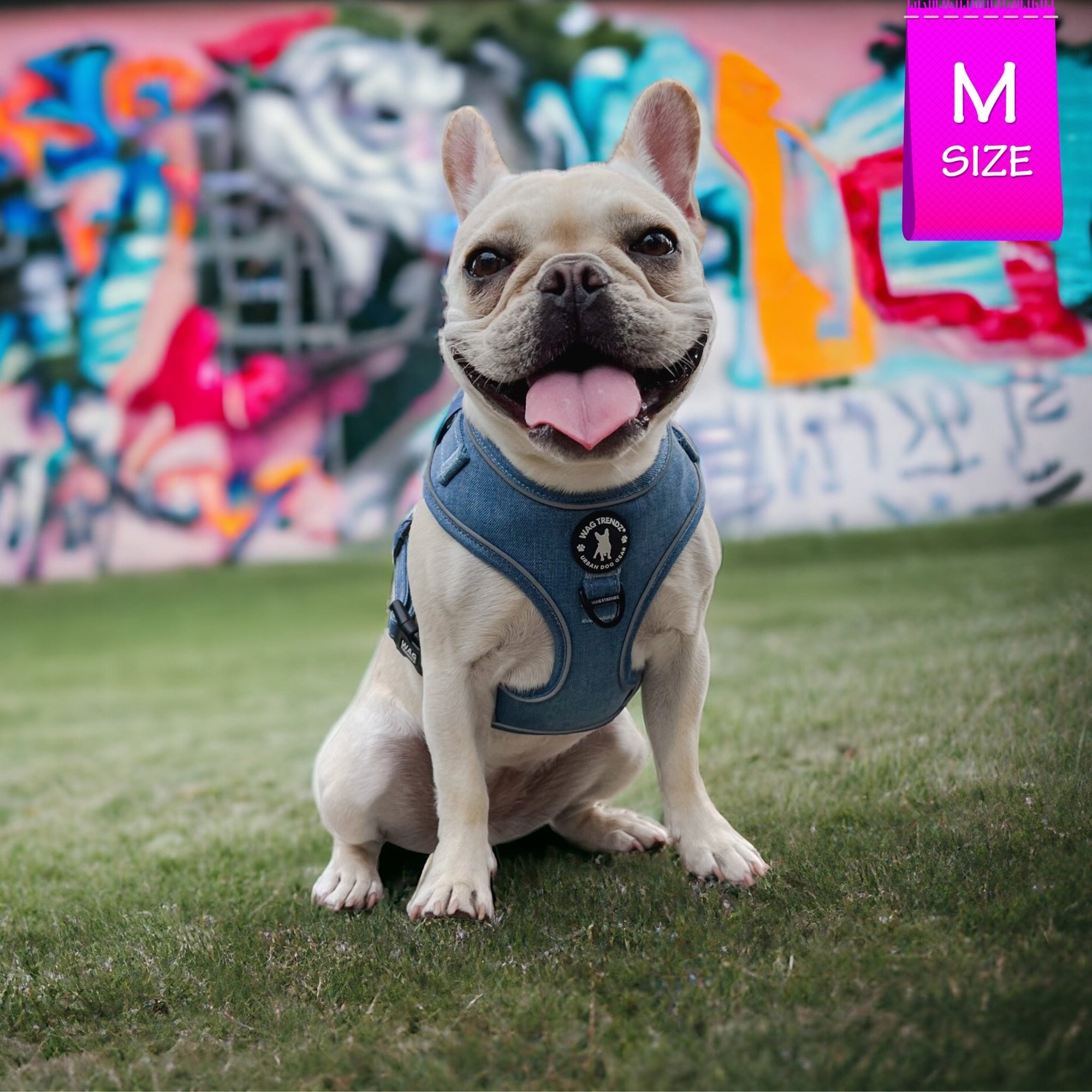 Dog Harness and Leash - French Bulldog wearing Downtown Denim Dog Harness with reflective accents - sitting on green grass with a bright painted wall in background - Wag Trendz