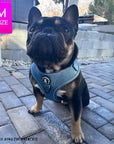 Dog Harness and Leash - French Bulldog wearing Downtown Denim Dog Harness - sitting on pebble sidewalk - Wag Trendz