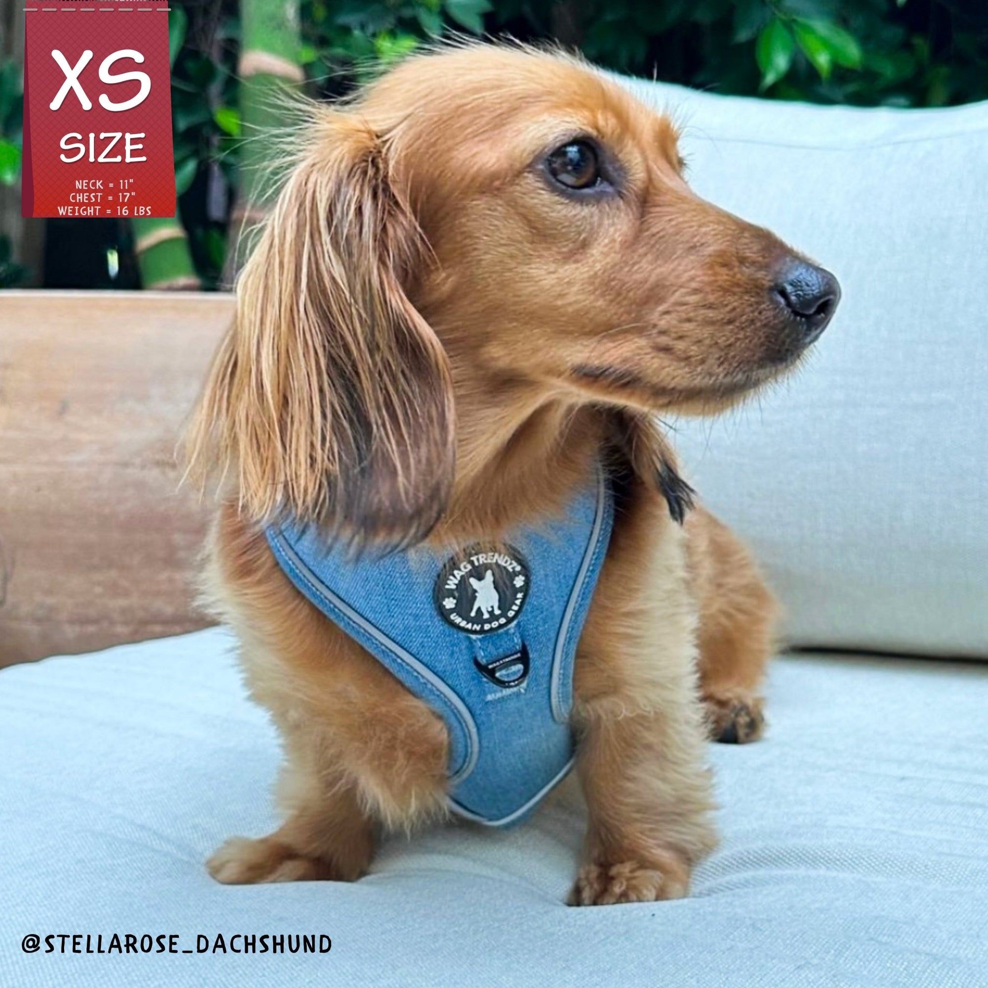 Dog Harness and Leash - Dachshund wearing Downtown Denim Dog Harnesses with reflective accents - sitting on white couch - Wag Trendz