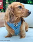 Dog Harness and Leash - Dachshund wearing Downtown Denim Dog Harnesses with reflective accents - sitting on white couch - Wag Trendz