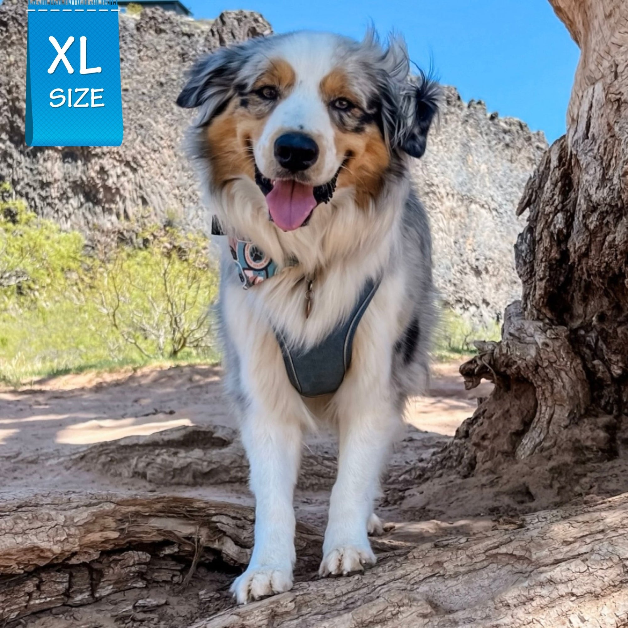 Dog Harness and Leash -Denim Reflective and No Pull - Australian Shepard wearing Downtown Denim Dog Harness with reflective accents - standing on a rock with cliffs in the background - Wag Trendz