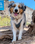 Dog Harness and Leash -Denim Reflective and No Pull - Australian Shepard wearing Downtown Denim Dog Harness with reflective accents - standing on a rock with cliffs in the background - Wag Trendz