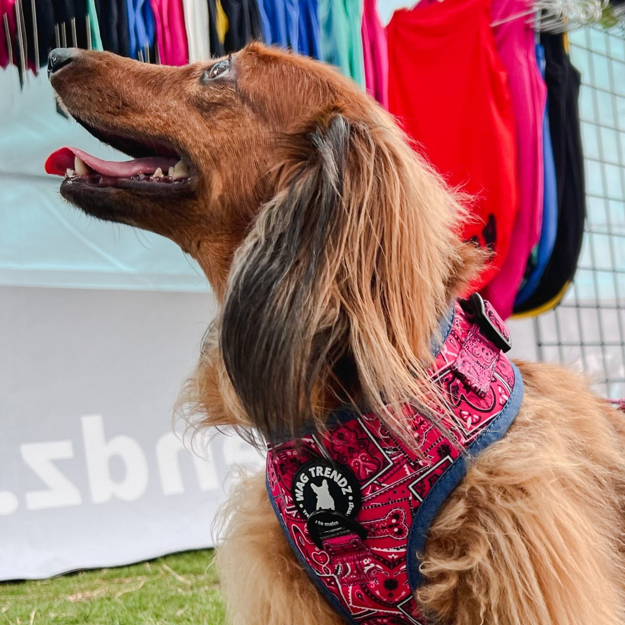 Dog Harness and Leash Set - Dachshund wearing Bandana Boujee Dog Harness in Hot Pink with Denim Accents - outside - Wag Trendz