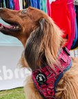 Dog Harness and Leash Set - Dachshund wearing Bandana Boujee Dog Harness in Hot Pink with Denim Accents - outside - Wag Trendz