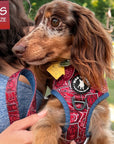 Dog Harness and Leash Set - Dachshund wearing Bandana Boujee Dog Harness with attached leash in Red with Denim Accents - Wag Trendz