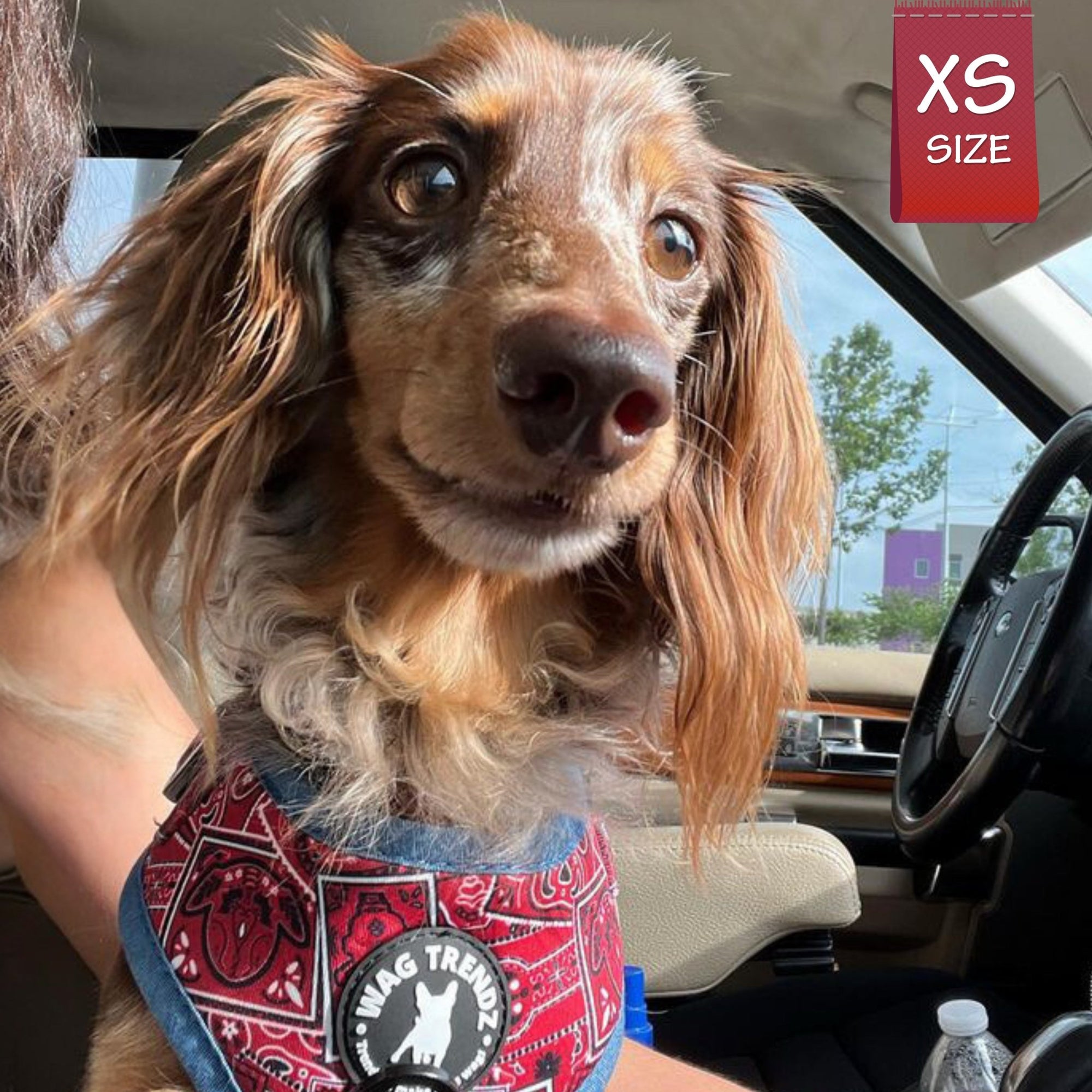 Dog Harness and Leash Set - Dachshund wearing Bandana Boujee Dog Harness in Red with Denim Accents - riding in car - Wag Trendz