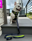 Dog Harness and Leash Set + Poo Bag Holder - French Bulldog wearing Medium no pull harness with handle in black and gray camo with hi vis accents - with matching adjustable leash and poop bag holder attached - sitting on a grey deck outdoors - Wag Trendz