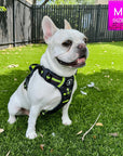 Dog Harness and Leash Set + Poo Bag Holder - French Bulldog wearing Medium no pull harness with handle in black and gray camo with hi vis accents - sitting outdoors in green grass - Wag Trendz