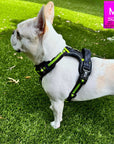 Dog Harness and Leash Set + Poo Bag Holder - French Bulldog wearing Medium no pull harness with handle in black and gray camo with hi vis accents - standing outdoors in green grass - Wag Trendz
