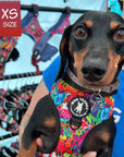 Dog Harness and Leash Set - Front Clip - worn by cute mini dachshund being held by his human - multi-colored street graffiti design - Wag Trendz