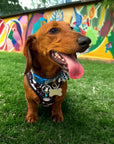 No Pull Dog Harness - Dachshund wearing black adjustable harness with white paint splatter and teal accents - front clip for no pull training - sitting on grass with painted wall behind- Wag Trendz